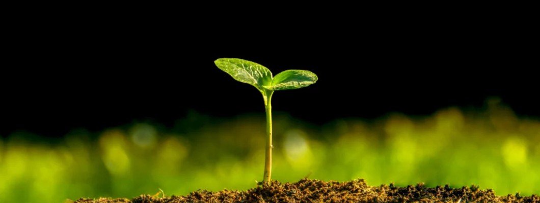 Bahçe Kullanımı İçin En İyi Gübreler – Genta Gübre Çeşitleri | D-Garden Market