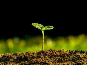 Bahçe Kullanımı İçin En İyi Gübreler – Genta Gübre Çeşitleri | D-Garden Market