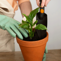 Toprak - Bitki - Bakım