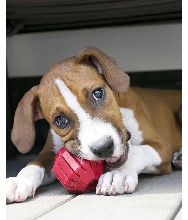 Kong Stuff-A-Ball Çok Amaçlı Köpek Oyuncağı - Kırmızı M Kong Stuff-A-Ball Çok Amaçlı Köpek Oyuncağı - Kırmızı M