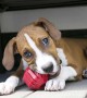 Kong Stuff-A-Ball Çok Amaçlı Köpek Oyuncağı - Kırmızı M Kong Stuff-A-Ball Çok Amaçlı Köpek Oyuncağı - Kırmızı M