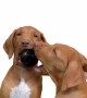 Kong Extreme Köpekler için Top Şeklinde Çok Amaçlı Isırma Oyuncağı - Ultra Sert S