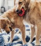 Kong Ring Köpekler için Yüzük Şeklinde Çok Amaçlı Isırma Oyuncağı - M/L