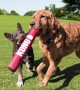 Kong Signature Stick Çubuk Şeklinde Köpek Oyuncağı - M