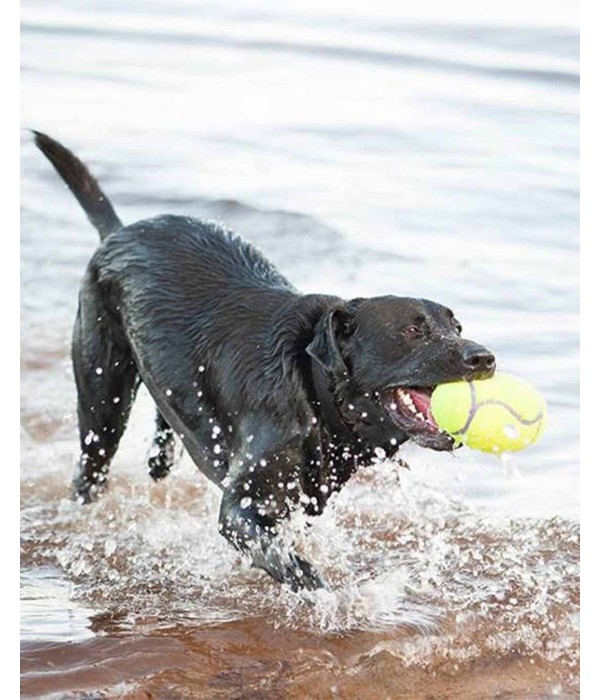 Kong AirDog Amerikan Futbol Topu Şeklinde Köpek Oyuncağı - S