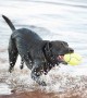 Kong AirDog Amerikan Futbol Topu Şeklinde Köpek Oyuncağı - S