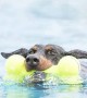 Kong AirDog Kemik Şeklinde Sesli Köpek Oyuncağı - L 