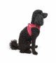 Tailpetz Air-mesh Harness Köpek Göğüs Tasması - Neon Pembe XS