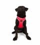 Tailpetz Air-mesh Harness Köpek Göğüs Tasması - Neon Pembe M