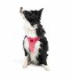 Tailpetz Air-mesh Harness Köpek Göğüs Tasması - Neon Pembe XL