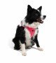 Tailpetz Air-mesh Harness Köpek Göğüs Tasması - Neon Pembe XL Tailpetz Air-mesh Harness Köpek Göğüs Tasması - Neon Pembe XL