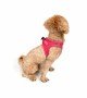 Tailpetz Air-mesh Harness Köpek Göğüs Tasması - Neon Pembe 2XS