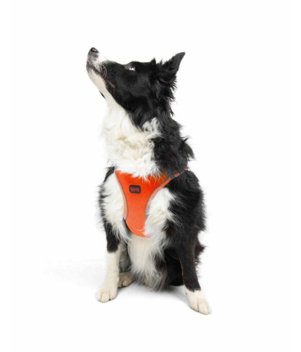 Tailpetz Air-mesh Harness Köpek Göğüs Tasması - Turuncu XL