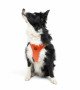 Tailpetz Air-mesh Harness Köpek Göğüs Tasması - Turuncu XL