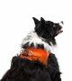 Tailpetz Air-mesh Harness Köpek Göğüs Tasması - Turuncu XL