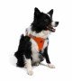 Tailpetz Air-mesh Harness Köpek Göğüs Tasması - Turuncu XL