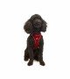 Tailpetz Air-mesh Harness Köpek Göğüs Tasması - Kırmızı S