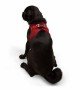 Tailpetz Air-mesh Harness Köpek Göğüs Tasması - Kırmızı M
