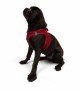 Tailpetz Air-mesh Harness Köpek Göğüs Tasması - Kırmızı M
