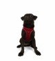 Tailpetz Air-mesh Harness Köpek Göğüs Tasması - Kırmızı M