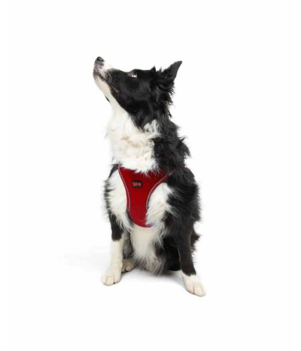 Tailpetz Air-mesh Harness Köpek Göğüs Tasması - Kırmızı XL