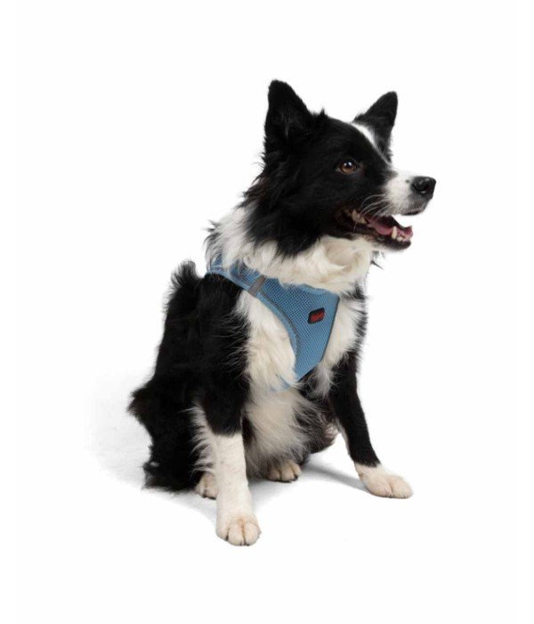 Tailpetz Air-mesh Harness Köpek Göğüs Tasması - Mavi XL