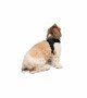 Tailpetz Air-mesh Harness Köpek Göğüs Tasması - Siyah S