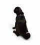 Tailpetz Air-mesh Harness Köpek Göğüs Tasması - Siyah M