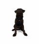 Tailpetz Air-mesh Harness Köpek Göğüs Tasması - Siyah M