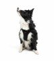Tailpetz Air-mesh Harness Köpek Göğüs Tasması - Siyah XL