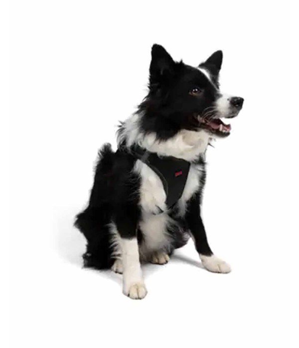 Tailpetz Air-mesh Harness Köpek Göğüs Tasması - Siyah XL