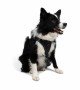 Tailpetz Air-mesh Harness Köpek Göğüs Tasması - Siyah XL