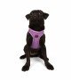 Tailpetz Air-mesh Harness Köpek Göğüs Tasması - Lila M Tailpetz Air-mesh Harness Köpek Göğüs Tasması - Lila M