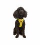 Tailpetz Air-mesh Harness Köpek Göğüs Tasması - Sarı XS
