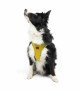 Tailpetz Air-mesh Harness Köpek Göğüs Tasması - Sarı XL