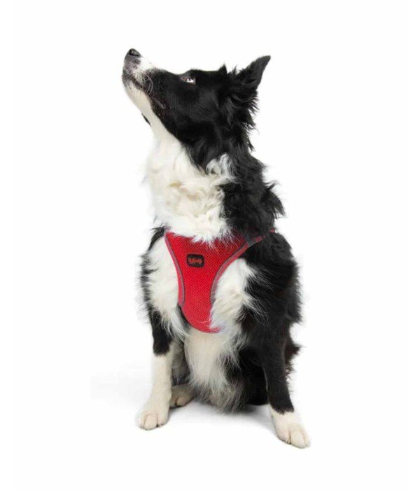 Tailpetz Air-mesh Harness Köpek Göğüs Tasması - Parlak Kırmızı XL