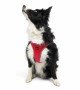 Tailpetz Air-mesh Harness Köpek Göğüs Tasması - Parlak Kırmızı XL