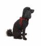 Tailpetz Air-mesh Harness Köpek Göğüs Tasması - Bordo XS