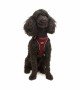 Tailpetz Air-mesh Harness Köpek Göğüs Tasması - Bordo XS