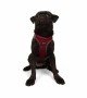 Tailpetz Air-mesh Harness Köpek Göğüs Tasması - Bordo M