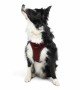 Tailpetz Air-mesh Harness Köpek Göğüs Tasması - Bordo XL