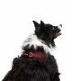 Tailpetz Air-mesh Harness Köpek Göğüs Tasması - Bordo XL