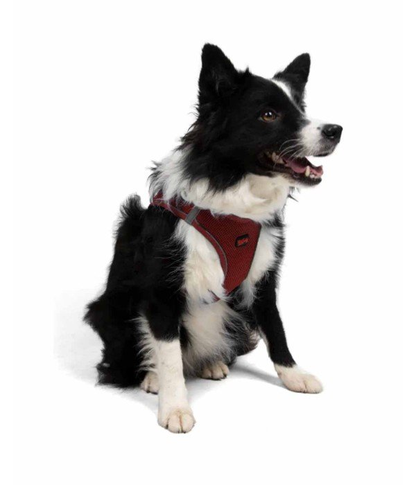 Tailpetz Air-mesh Harness Köpek Göğüs Tasması - Bordo XL