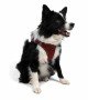 Tailpetz Air-mesh Harness Köpek Göğüs Tasması - Bordo XL