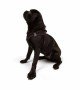 Tailpetz Air-mesh Harness Köpek Göğüs Tasması - Kahverengi M