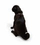 Tailpetz Air-mesh Harness Köpek Göğüs Tasması - Kahverengi M