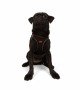 Tailpetz Air-mesh Harness Köpek Göğüs Tasması - Kahverengi M
