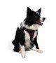 Tailpetz Air-mesh Harness Köpek Göğüs Tasması - Kahverengi XL Tailpetz Air-mesh Harness Köpek Göğüs Tasması - Kahverengi XL
