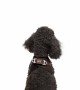 Tailpetz Air-mesh Harness Köpek Göğüs Tasması - Kahverengi XS Tailpetz Air-mesh Harness Köpek Göğüs Tasması - Kahverengi XS