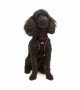 Tailpetz Air-mesh Harness Köpek Göğüs Tasması - Kahverengi XS Tailpetz Air-mesh Harness Köpek Göğüs Tasması - Kahverengi XS